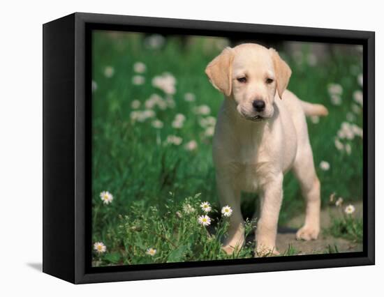 Young Labrador Retriever Portrait-Adriano Bacchella-Framed Premier Image Canvas