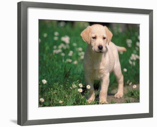 Young Labrador Retriever Portrait-Adriano Bacchella-Framed Photographic Print