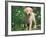 Young Labrador Retriever Portrait-Adriano Bacchella-Framed Photographic Print