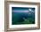 Young Lady Snorkeling over the Reef Wall in the Area of the Island of Bunaken, Sulawesi, Indonesia-Dudarev Mikhail-Framed Photographic Print