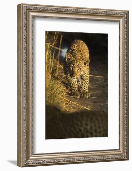 Young Leopard in morning light. Serengeti, Tanzania-Sandesh Kadur-Framed Photographic Print