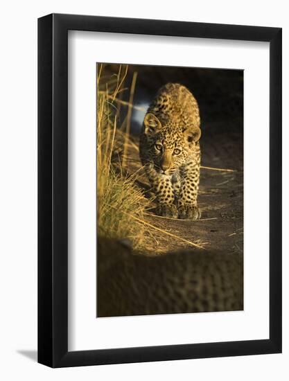 Young Leopard in morning light. Serengeti, Tanzania-Sandesh Kadur-Framed Photographic Print