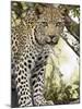 Young Leopard, Kruger National Park, South Africa, Africa-James Hager-Mounted Photographic Print