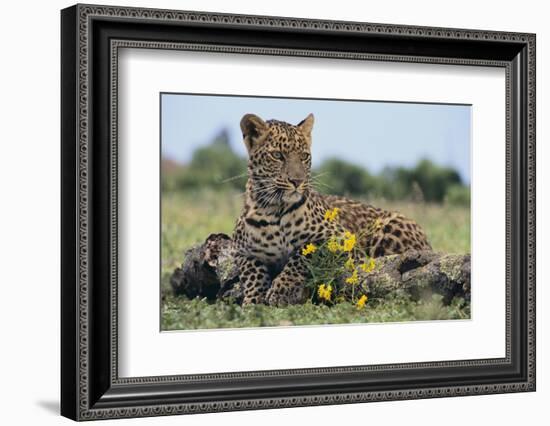 Young Leopard Sitting on Log-DLILLC-Framed Photographic Print