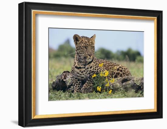 Young Leopard Sitting on Log-DLILLC-Framed Photographic Print
