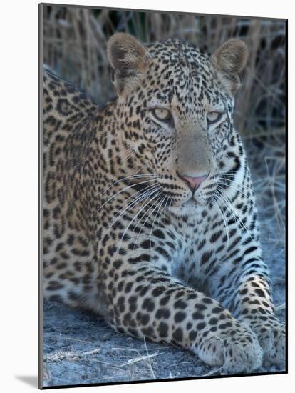 Young Leopard-Scott Bennion-Mounted Photo