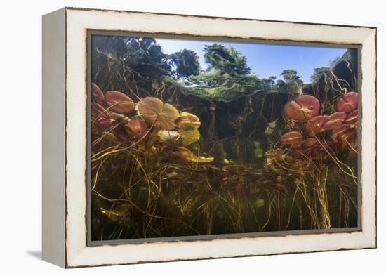 Young Lily Pads Grow to the Surface Along the Edge of a Freshwater Lake-Stocktrek Images-Framed Premier Image Canvas