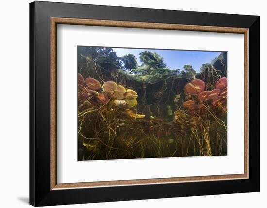 Young Lily Pads Grow to the Surface Along the Edge of a Freshwater Lake-Stocktrek Images-Framed Photographic Print