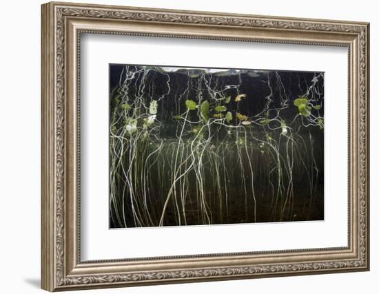 Young Lily Pads Grow to the Surface Along the Edge of a Freshwater Lake-Stocktrek Images-Framed Photographic Print