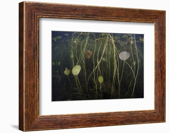 Young Lily Pads Grow to the Surface Along the Edge of a Freshwater Lake-Stocktrek Images-Framed Photographic Print