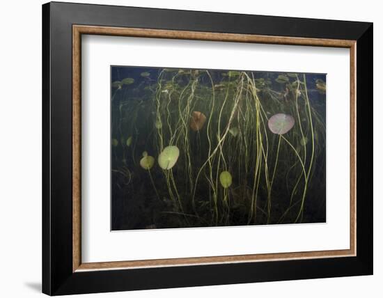 Young Lily Pads Grow to the Surface Along the Edge of a Freshwater Lake-Stocktrek Images-Framed Photographic Print