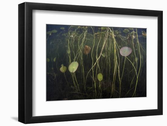 Young Lily Pads Grow to the Surface Along the Edge of a Freshwater Lake-Stocktrek Images-Framed Photographic Print