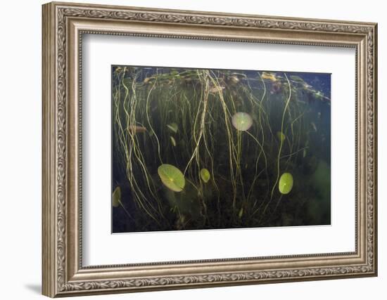 Young Lily Pads Grow to the Surface Along the Edge of a Freshwater Lake-Stocktrek Images-Framed Photographic Print