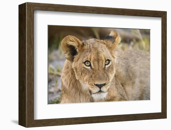 Young Lion cub (Panthera leo), about 6 months old, Khwai Private Reserve, Okavango Delta, Botswana-Gary Cook-Framed Photographic Print