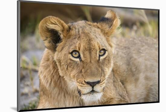 Young Lion cub (Panthera leo), about 6 months old, Khwai Private Reserve, Okavango Delta, Botswana-Gary Cook-Mounted Photographic Print