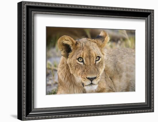 Young Lion cub (Panthera leo), about 6 months old, Khwai Private Reserve, Okavango Delta, Botswana-Gary Cook-Framed Photographic Print