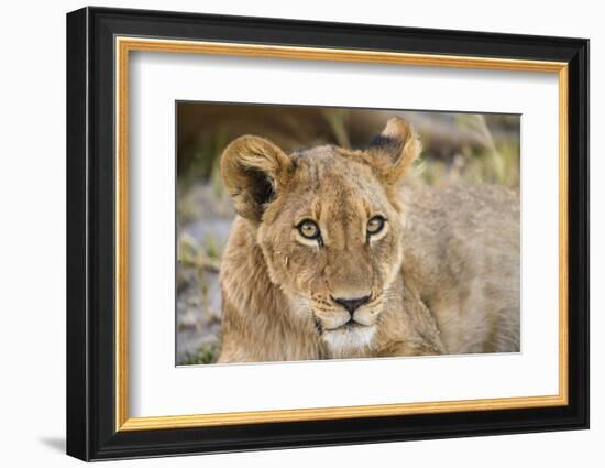 Young Lion cub (Panthera leo), about 6 months old, Khwai Private Reserve, Okavango Delta, Botswana-Gary Cook-Framed Photographic Print