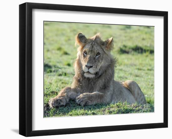 Young Lion Full Bleed-Martin Fowkes-Framed Giclee Print