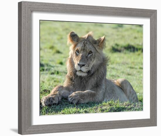 Young Lion Full Bleed-Martin Fowkes-Framed Giclee Print