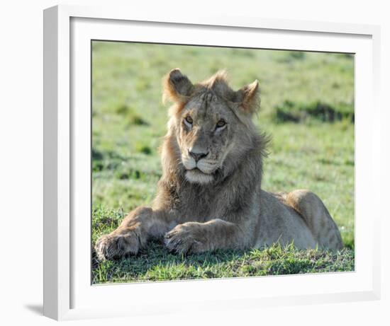 Young Lion Full Bleed-Martin Fowkes-Framed Giclee Print