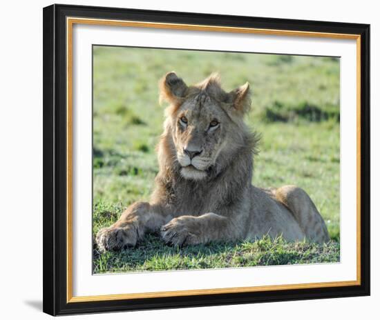 Young Lion Full Bleed-Martin Fowkes-Framed Giclee Print