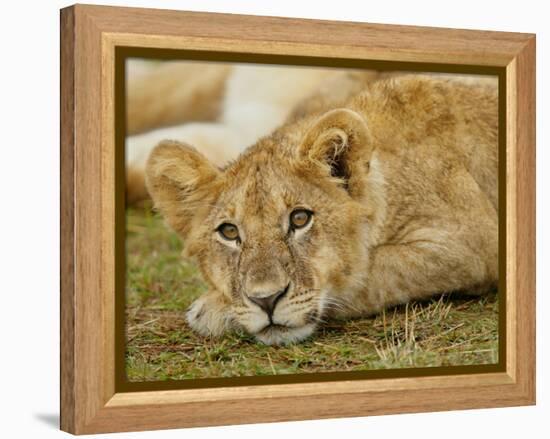 Young Lion in Grass-Arthur Morris-Framed Premier Image Canvas