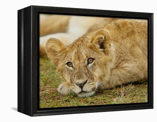 Young Lion in Grass-Arthur Morris-Framed Premier Image Canvas