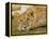 Young Lion in Grass-Arthur Morris-Framed Premier Image Canvas