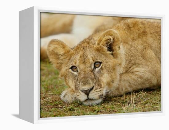 Young Lion in Grass-Arthur Morris-Framed Premier Image Canvas