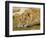 Young Lion in Grass-Arthur Morris-Framed Photographic Print