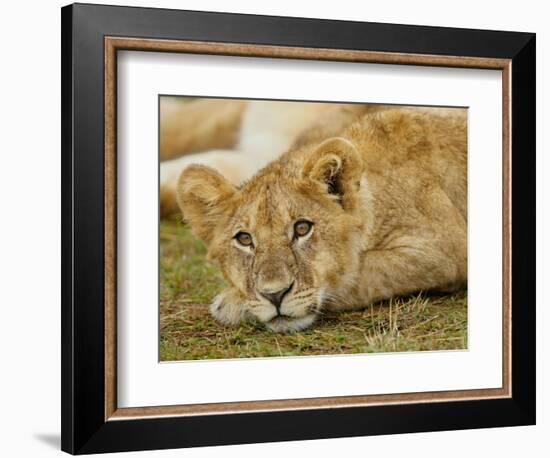 Young Lion in Grass-Arthur Morris-Framed Photographic Print