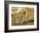 Young Lion in Grass-Arthur Morris-Framed Photographic Print