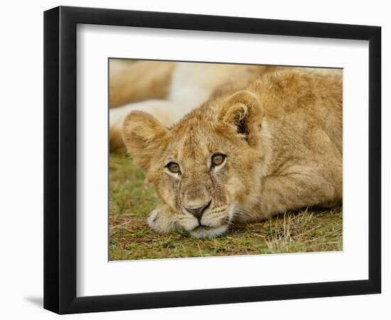 Young Lion in Grass-Arthur Morris-Framed Photographic Print