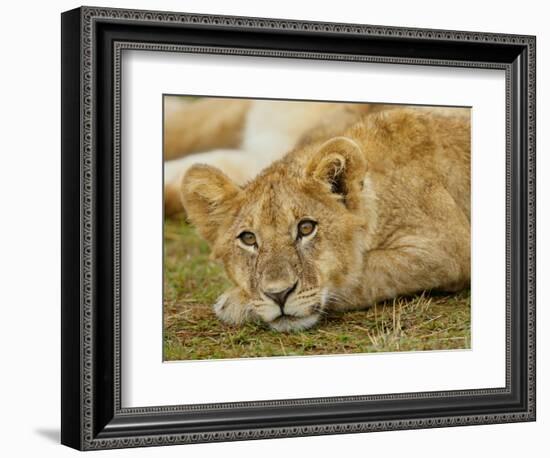 Young Lion in Grass-Arthur Morris-Framed Photographic Print