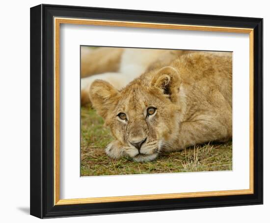 Young Lion in Grass-Arthur Morris-Framed Photographic Print