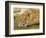 Young Lion in Grass-Arthur Morris-Framed Photographic Print