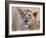 Young Lion in the Grass, 2020, (oil on canvas)-Mark Adlington-Framed Giclee Print