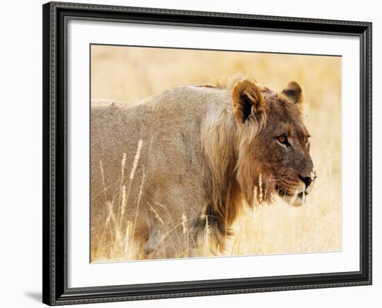 Young lion , Kgalagadi Transfrontier Park, Kalahari, Northern Cape, South Africa, Africa-Christian Kober-Framed Photographic Print