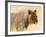 Young lion , Kgalagadi Transfrontier Park, Kalahari, Northern Cape, South Africa, Africa-Christian Kober-Framed Photographic Print