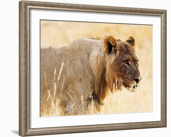 Young lion , Kgalagadi Transfrontier Park, Kalahari, Northern Cape, South Africa, Africa-Christian Kober-Framed Photographic Print