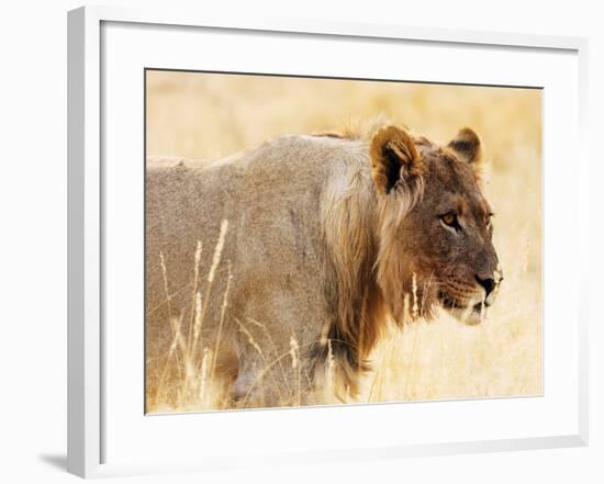 Young lion , Kgalagadi Transfrontier Park, Kalahari, Northern Cape, South Africa, Africa-Christian Kober-Framed Photographic Print