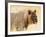 Young lion , Kgalagadi Transfrontier Park, Kalahari, Northern Cape, South Africa, Africa-Christian Kober-Framed Photographic Print