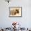 Young lion , Kgalagadi Transfrontier Park, Kalahari, Northern Cape, South Africa, Africa-Christian Kober-Framed Photographic Print displayed on a wall