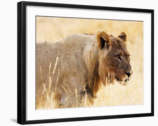 Young lion , Kgalagadi Transfrontier Park, Kalahari, Northern Cape, South Africa, Africa-Christian Kober-Framed Photographic Print