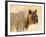 Young lion , Kgalagadi Transfrontier Park, Kalahari, Northern Cape, South Africa, Africa-Christian Kober-Framed Photographic Print