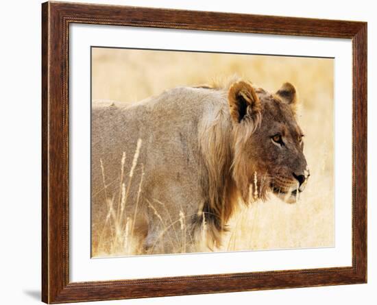 Young lion , Kgalagadi Transfrontier Park, Kalahari, Northern Cape, South Africa, Africa-Christian Kober-Framed Photographic Print