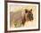 Young lion , Kgalagadi Transfrontier Park, Kalahari, Northern Cape, South Africa, Africa-Christian Kober-Framed Photographic Print