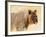 Young lion , Kgalagadi Transfrontier Park, Kalahari, Northern Cape, South Africa, Africa-Christian Kober-Framed Photographic Print