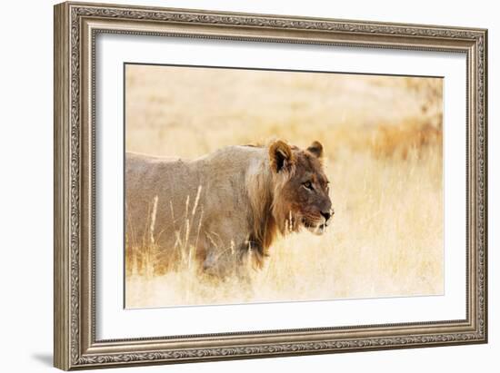 Young lion , Kgalagadi Transfrontier Park, Kalahari, Northern Cape, South Africa, Africa-Christian Kober-Framed Photographic Print