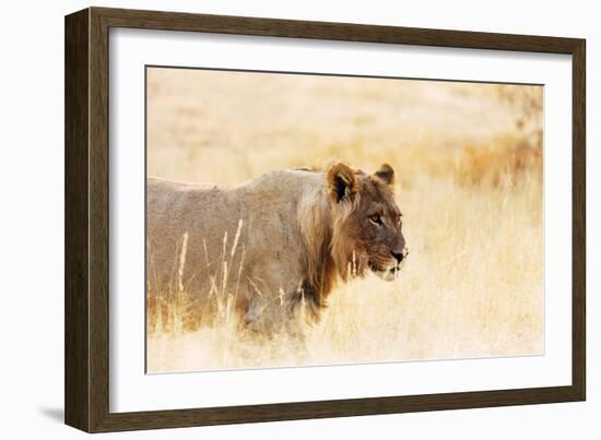 Young lion , Kgalagadi Transfrontier Park, Kalahari, Northern Cape, South Africa, Africa-Christian Kober-Framed Photographic Print